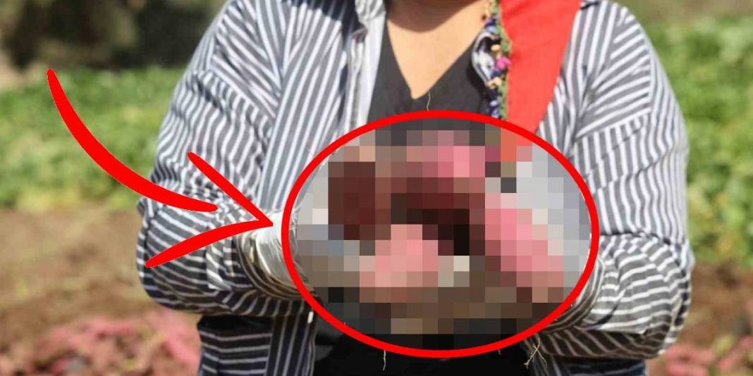 Boşuna isminin başında ‘tatlı’ yer almıyor! Hatay’da hasat zamanı: Mucize besin sofralara geliyor 1